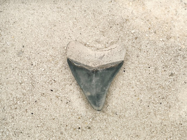 2.35" Megalodon from Bone Valley, FL