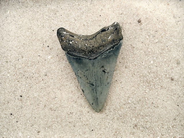 3.14” Venice Meg