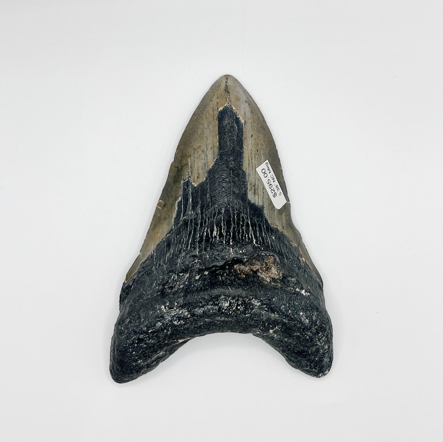 5.38” NC Meg