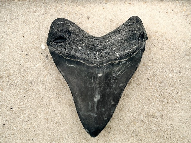3.89” Venice Megalodon