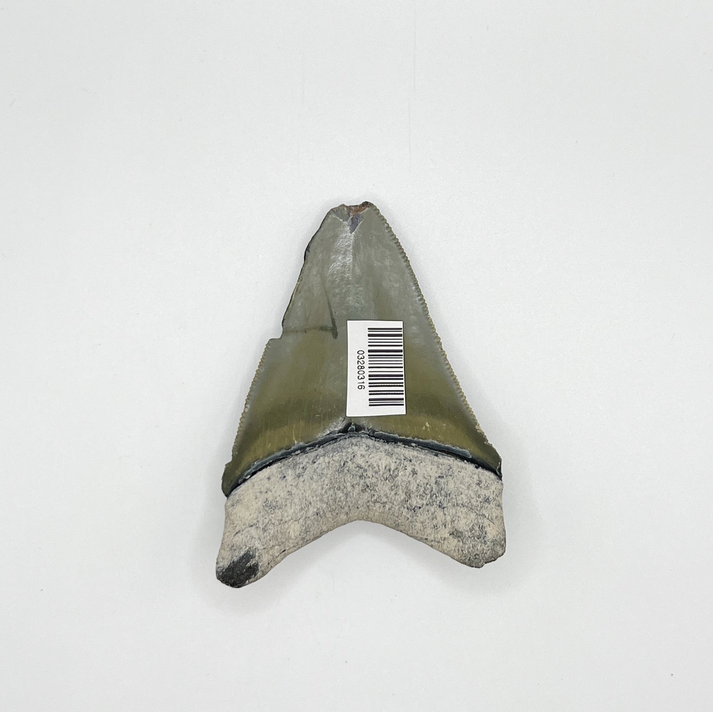 3.16" Bone Valley Meg