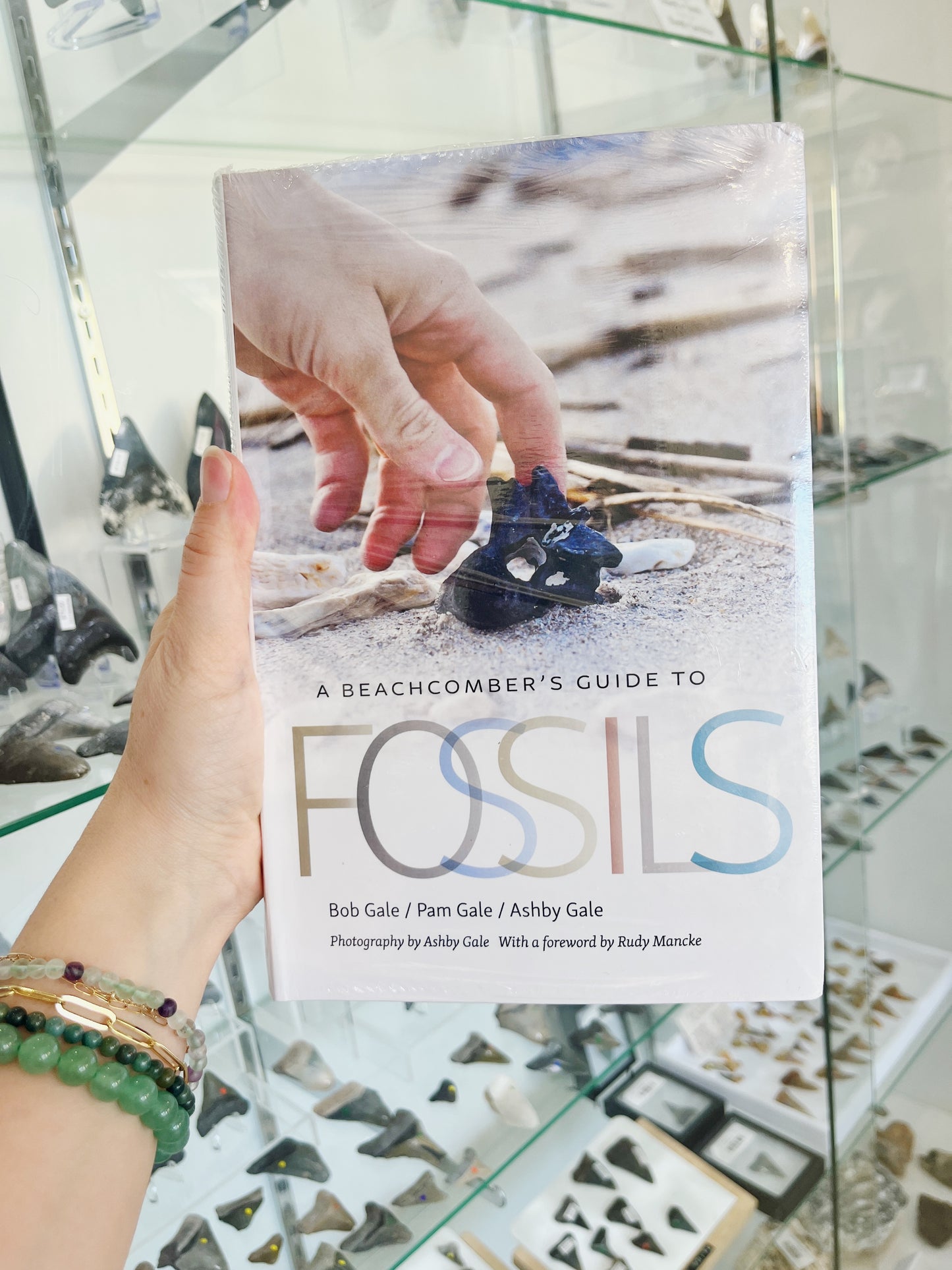 A Beachcombers Guide to Fossils