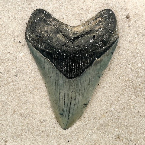 3.83” Venice Megalodon