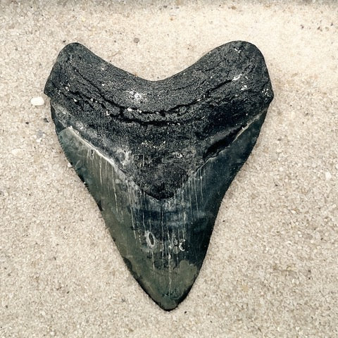 3.89” Venice Megalodon