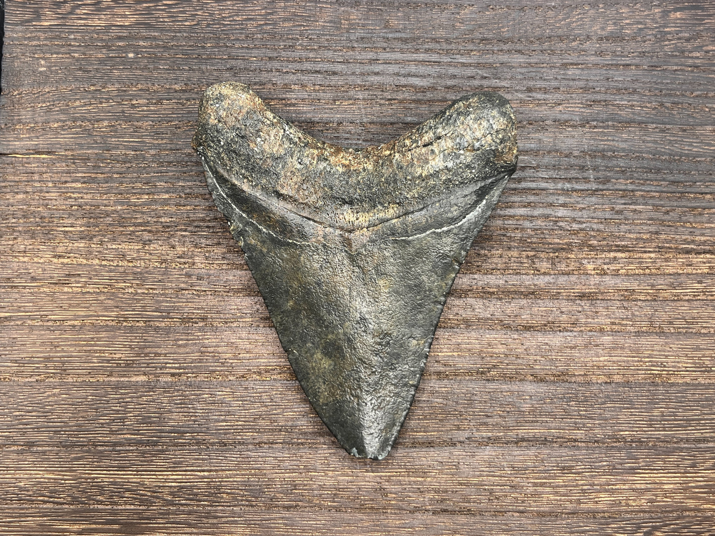 4.50” Venice Meg
