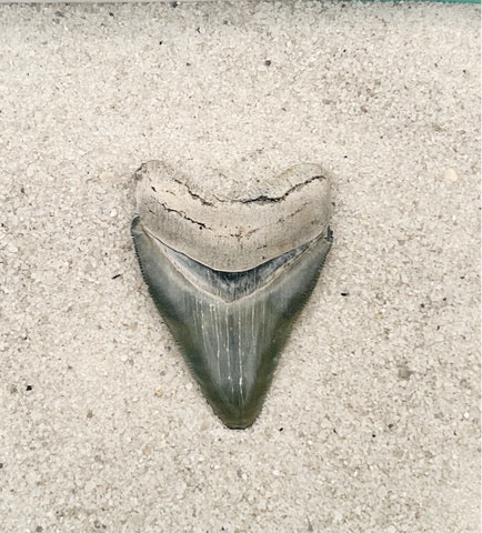 2.50" Megalodon from Bone Valley, FL