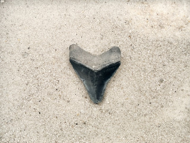 2.12" Megalodon from Bone Valley, FL