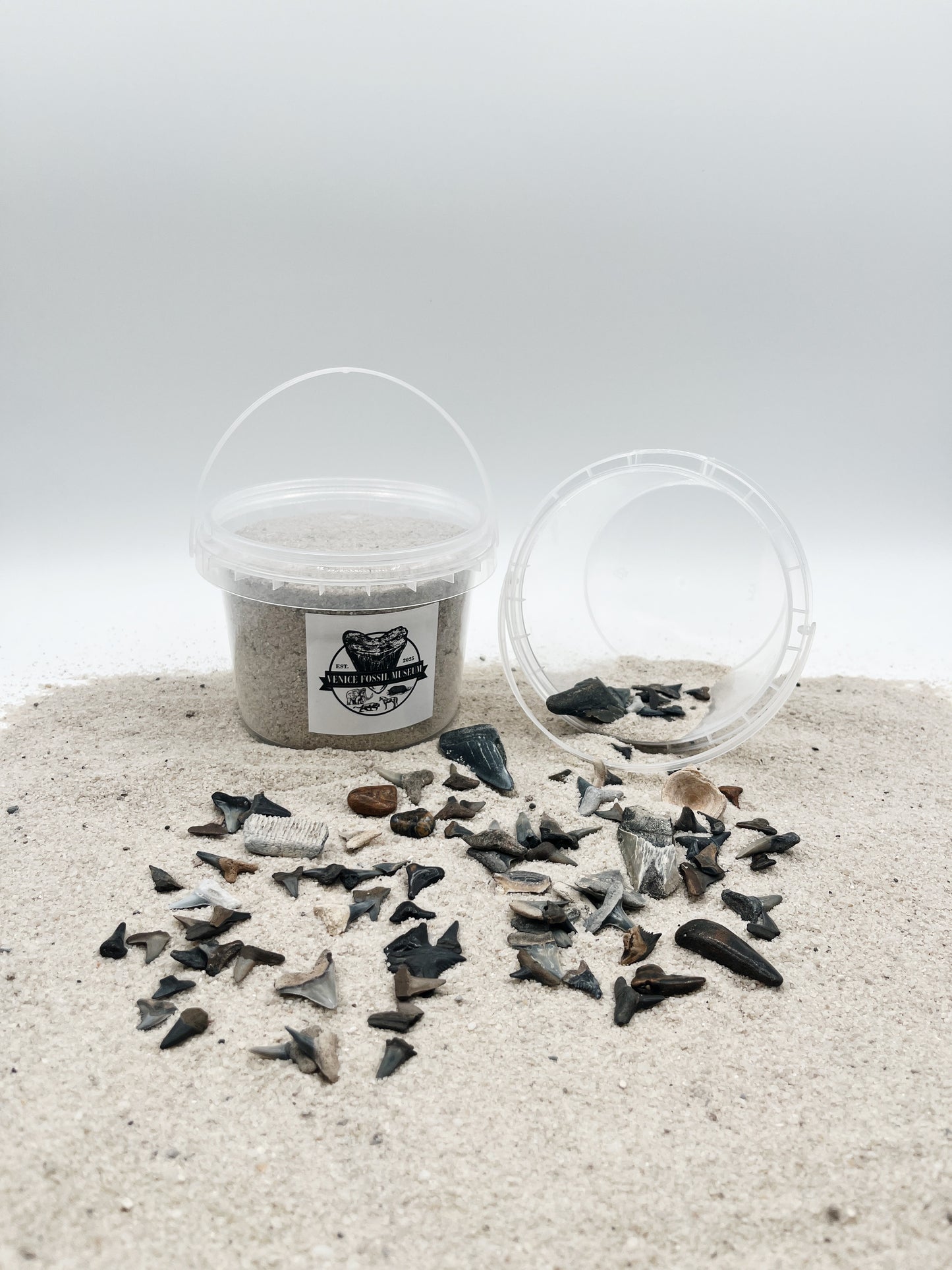 DIG AT HOME - Florida Shark Tooth Dig