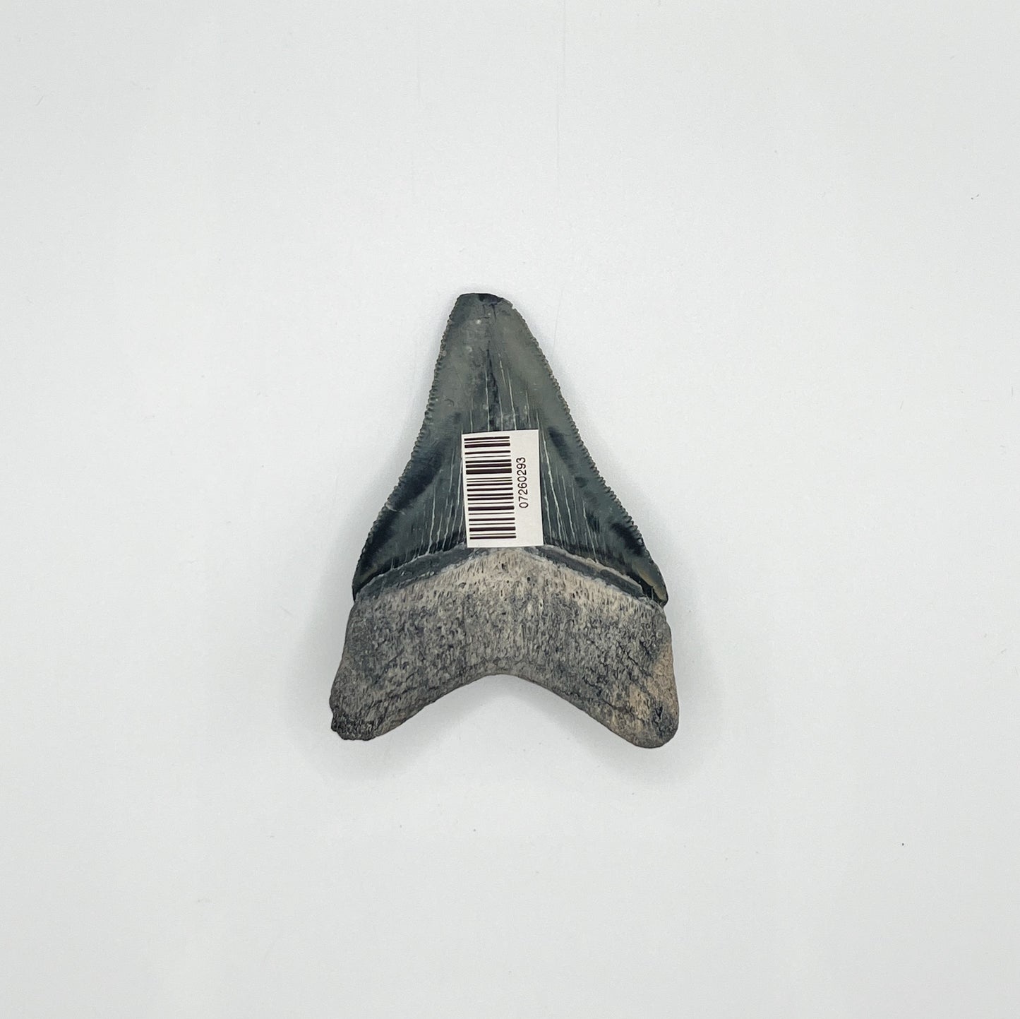 2.93" Meg - Bone Valley