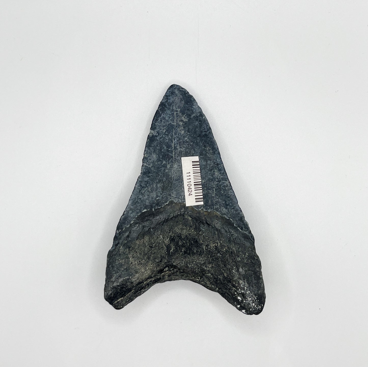 4.24” Venice Meg