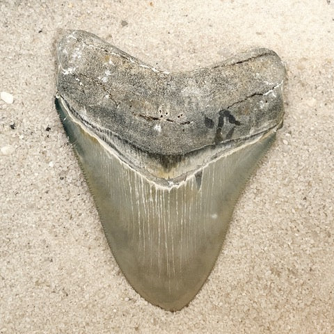 3.87” Venice Meg