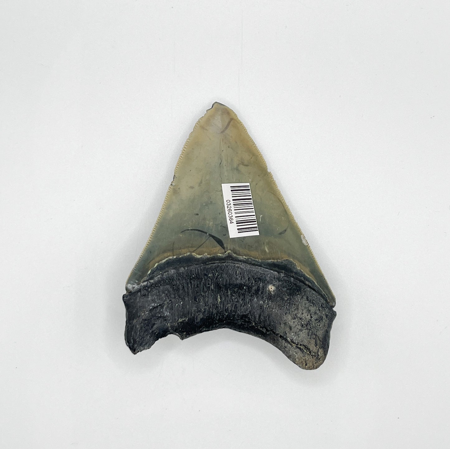 3.64" Bone Valley Meg