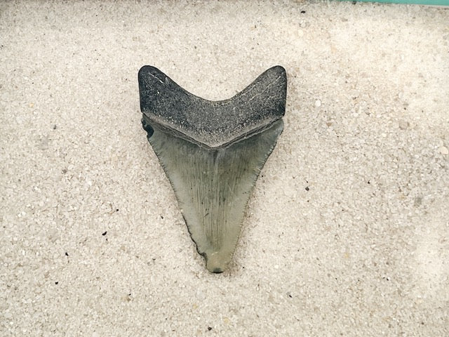 3.00” Megalodon from Bone Valley, FL