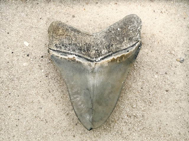 3.87” Venice Meg