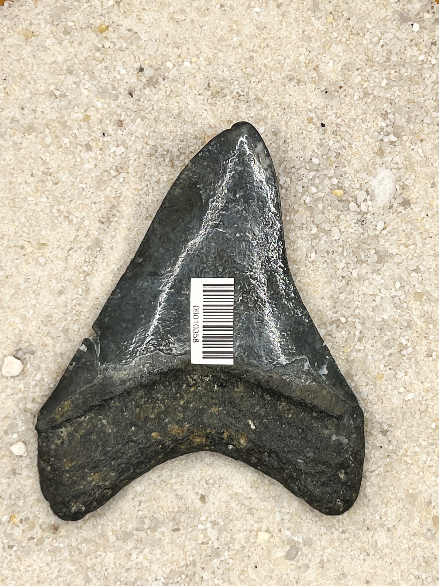 3.58” Venice Meg -Polished