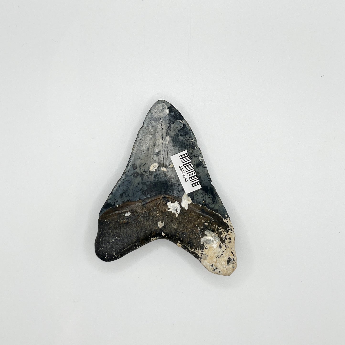 3.40" Venice Megalodon