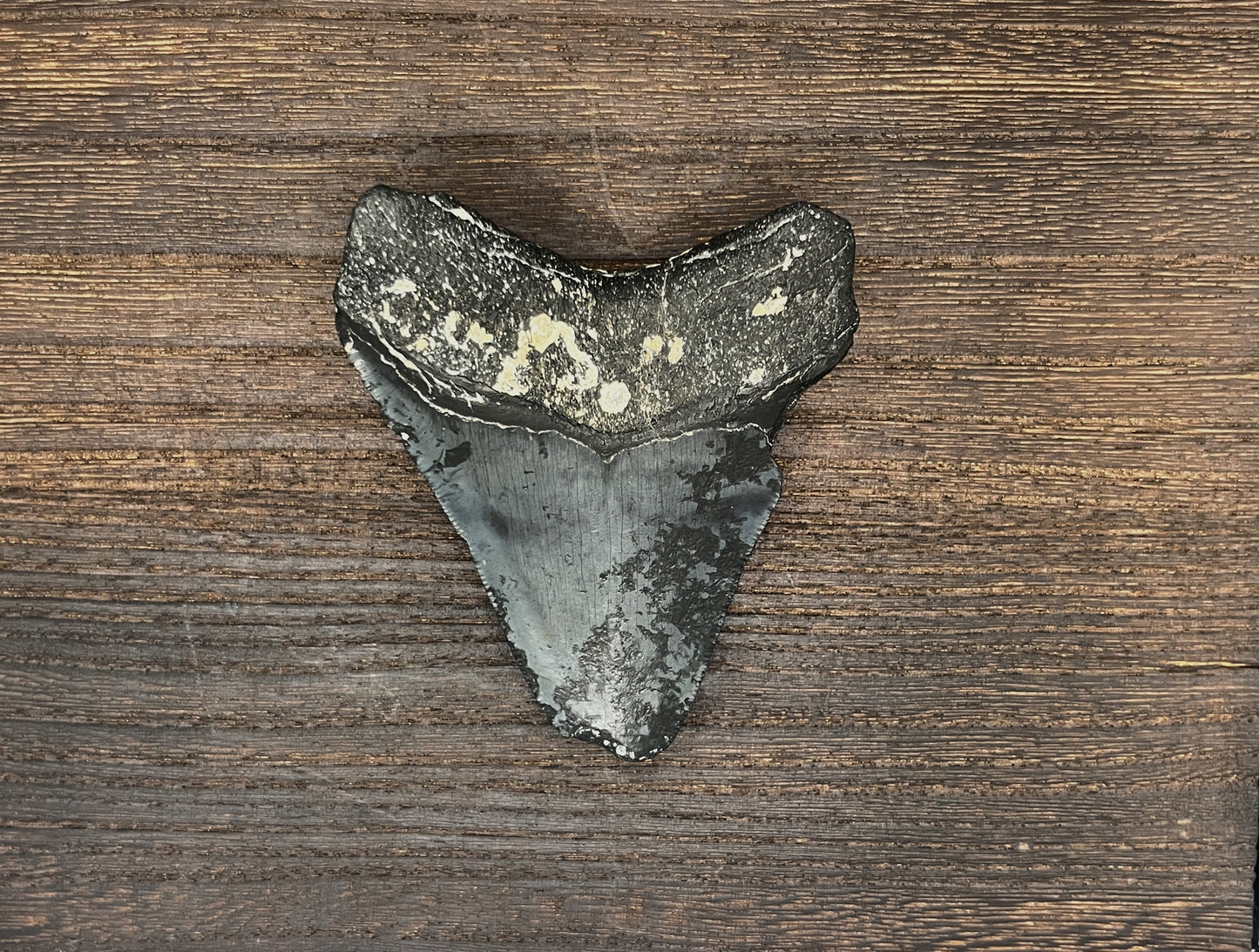 3.95” Venice Meg