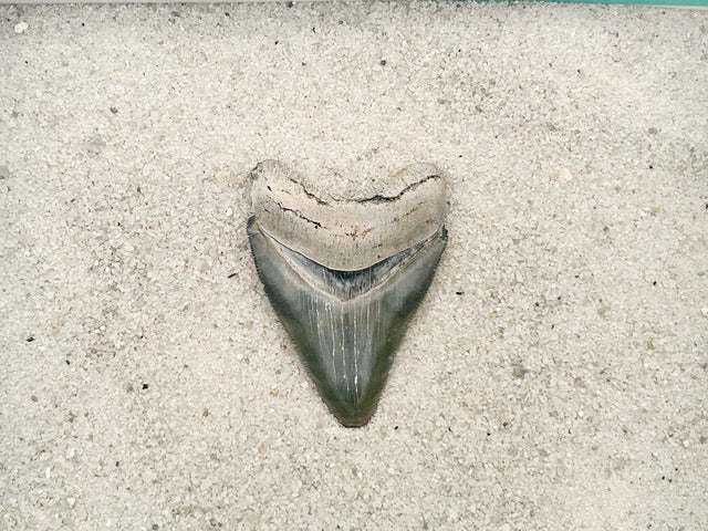 2.50" Megalodon from Bone Valley, FL