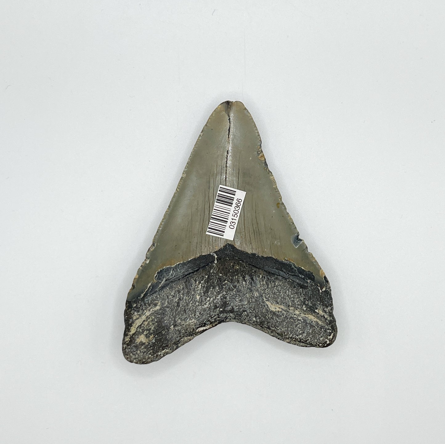 3.66” NC Meg