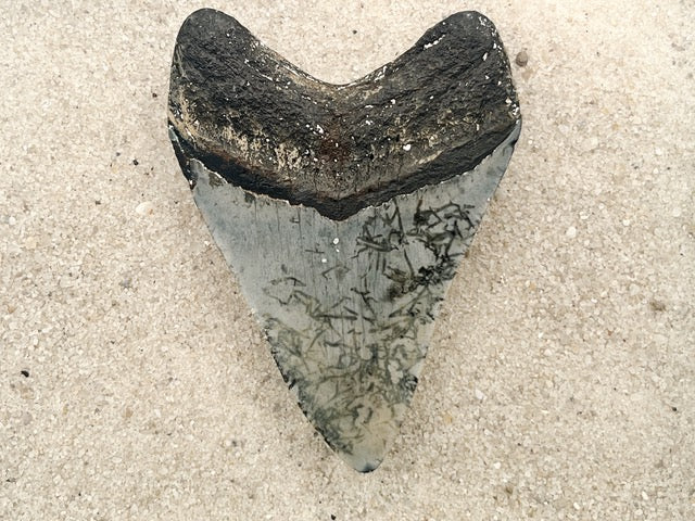 3.83” Venice Megalodon