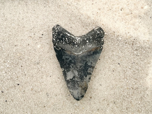 2.80” Venice Megalodon