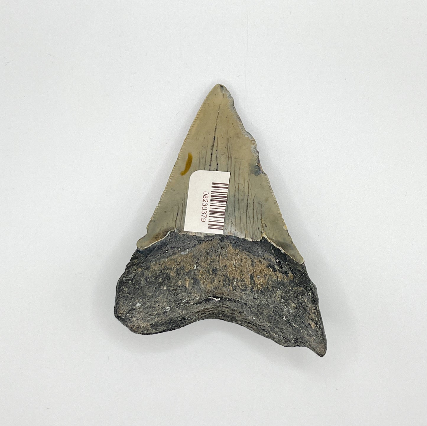 3.79” NC Meg