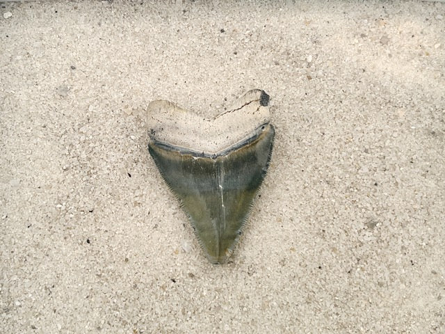 2.50" Megalodon from Bone Valley, FL