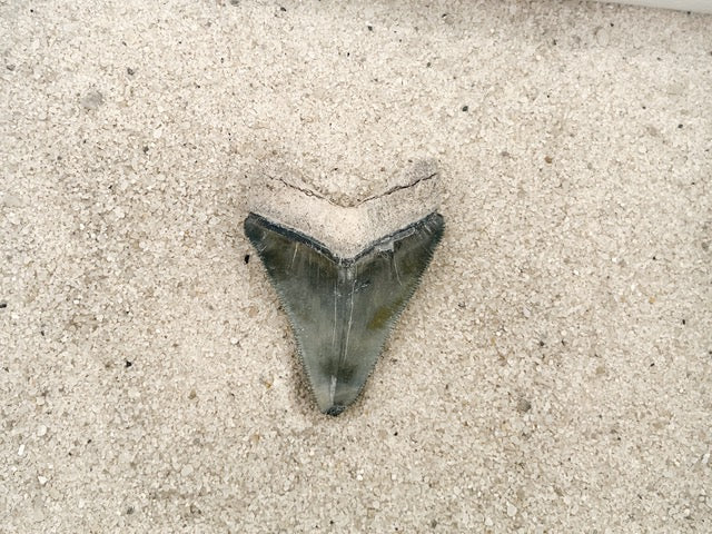 2.26” Megalodon from Bone Valley, FL