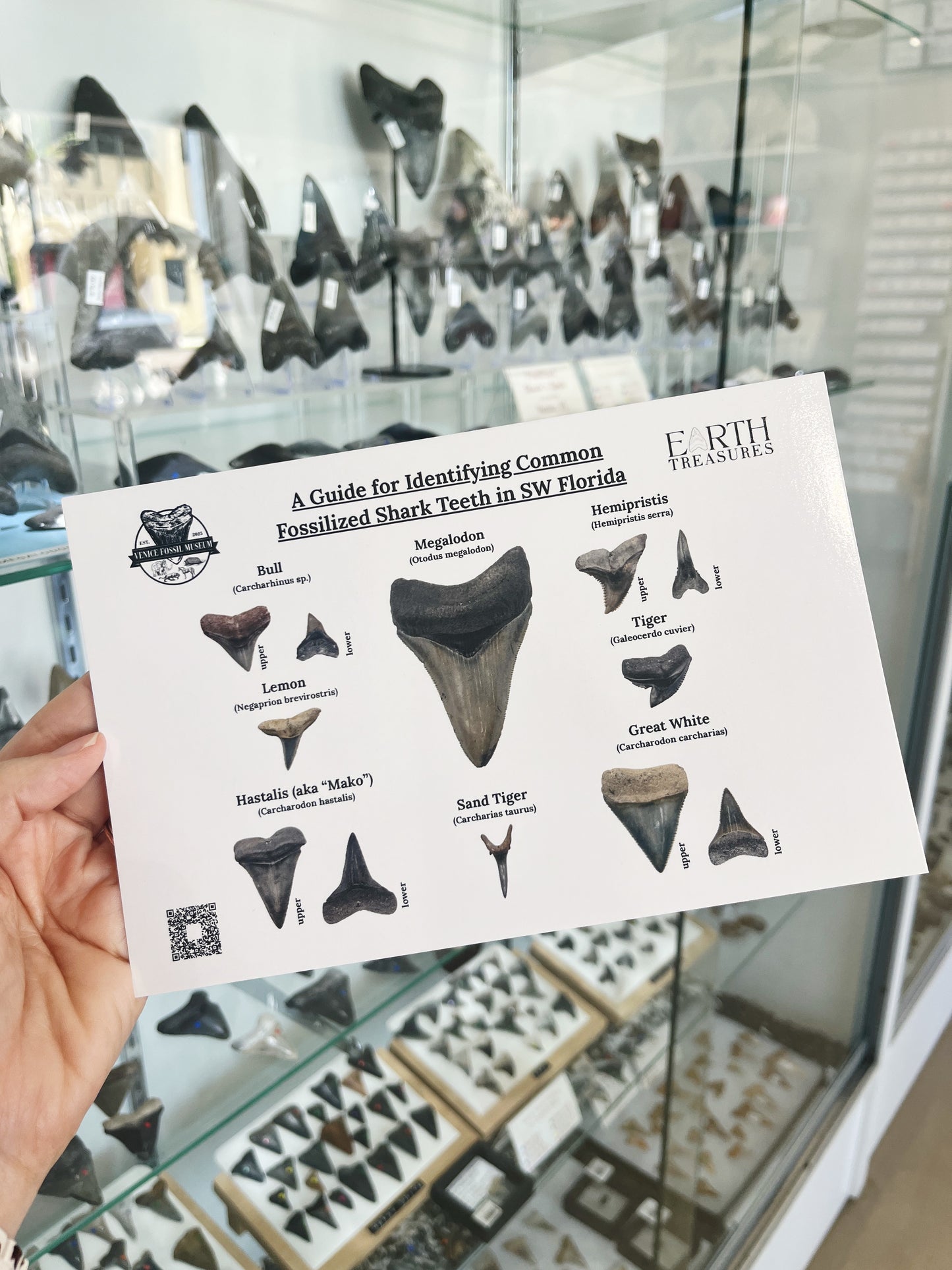 ET Fossilized Shark Teeth in SW Florida ID Card