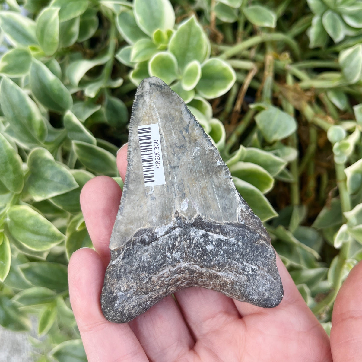 3.00” Venice Megalodon