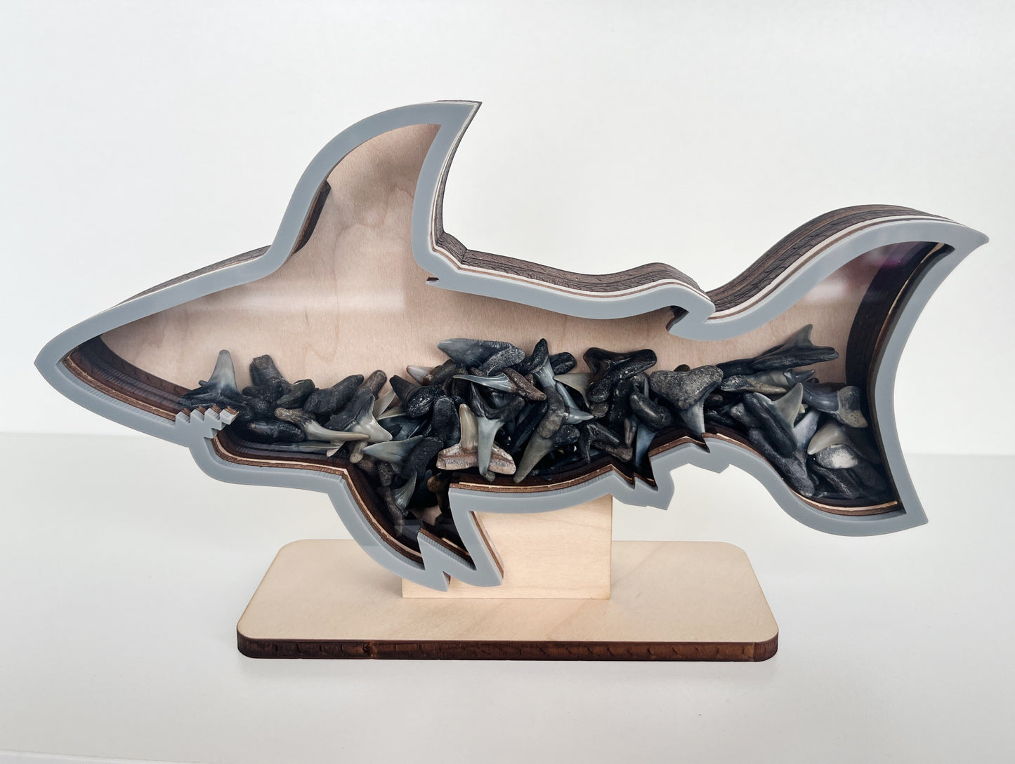 Classic Shark - Grey Acrylic - Shark Tooth Bank