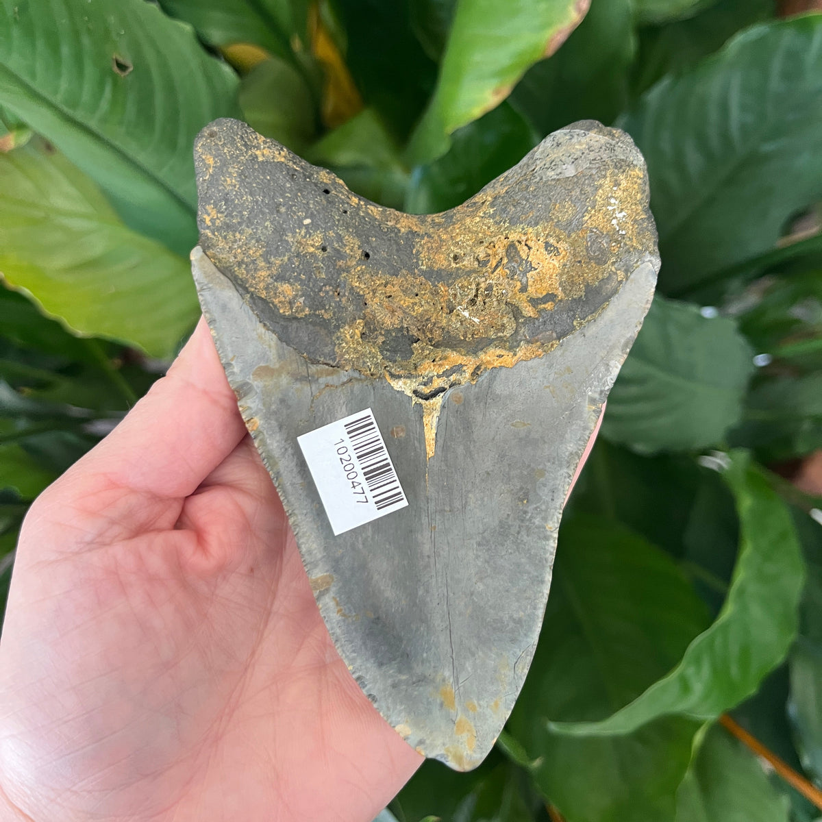 4.77” NC Meg