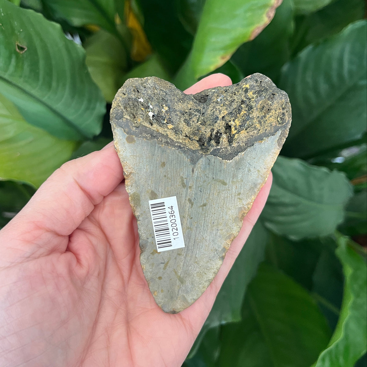 3.64” NC Meg