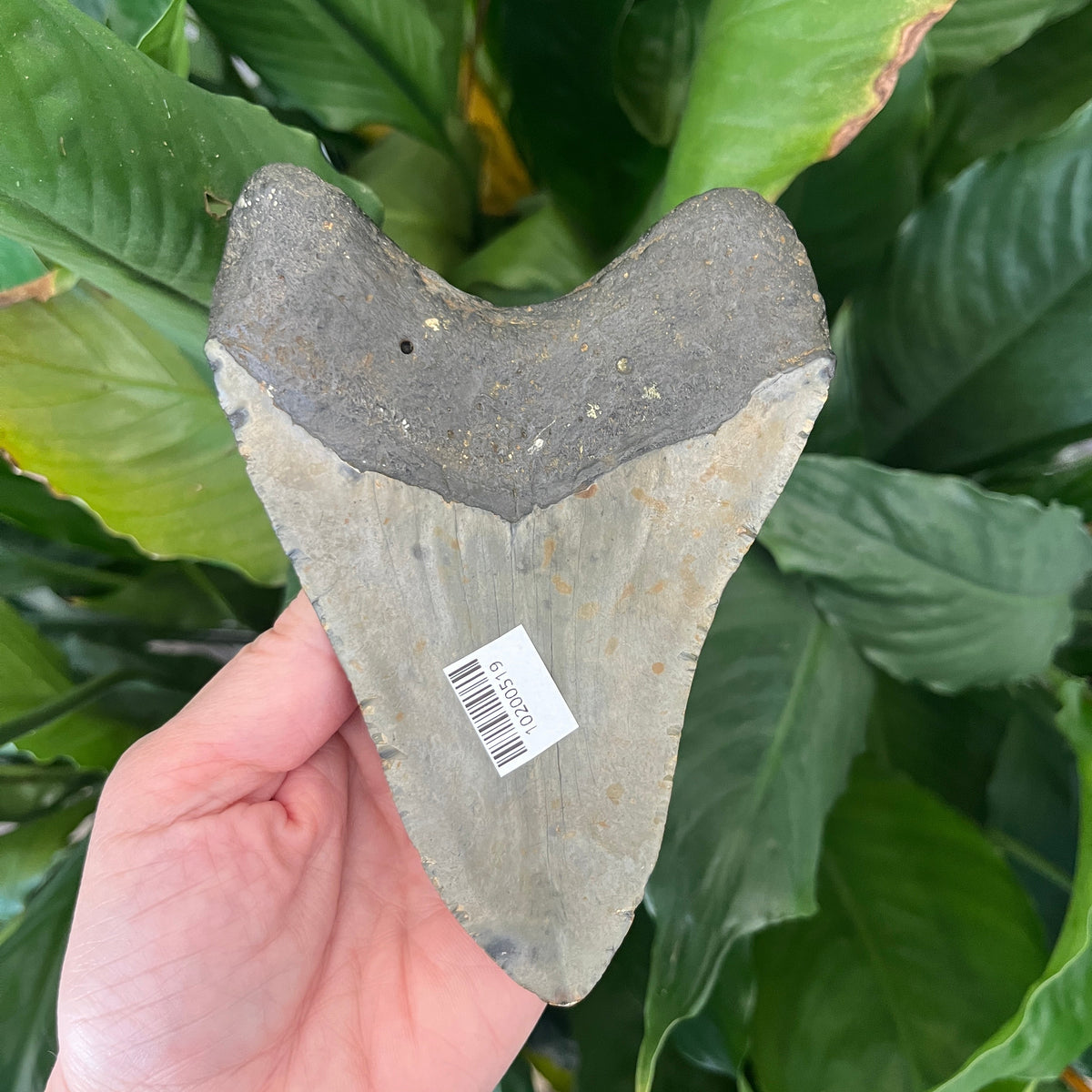 5.19” NC Meg