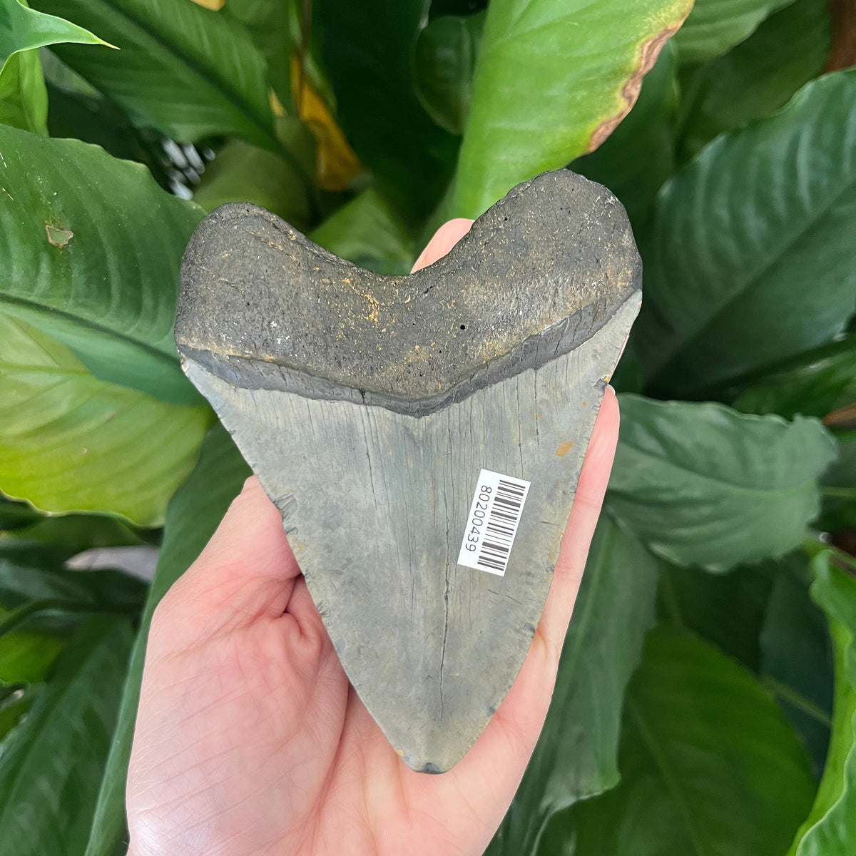 4.39” NC Meg