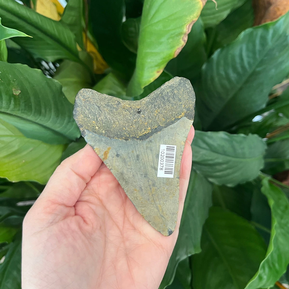 3.78” NC Meg