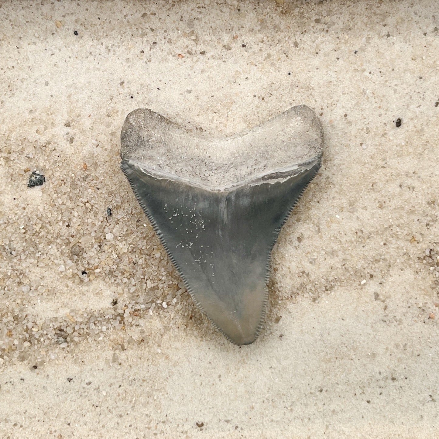 2.76" Megalodon from Bone Valley, FL