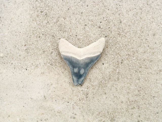1.88" Megalodon from Bone Valley, FL