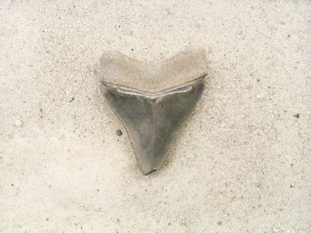 2.58" Megalodon from Bone Valley, FL