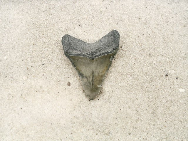 2.27" Megalodon from Bone Valley, FL