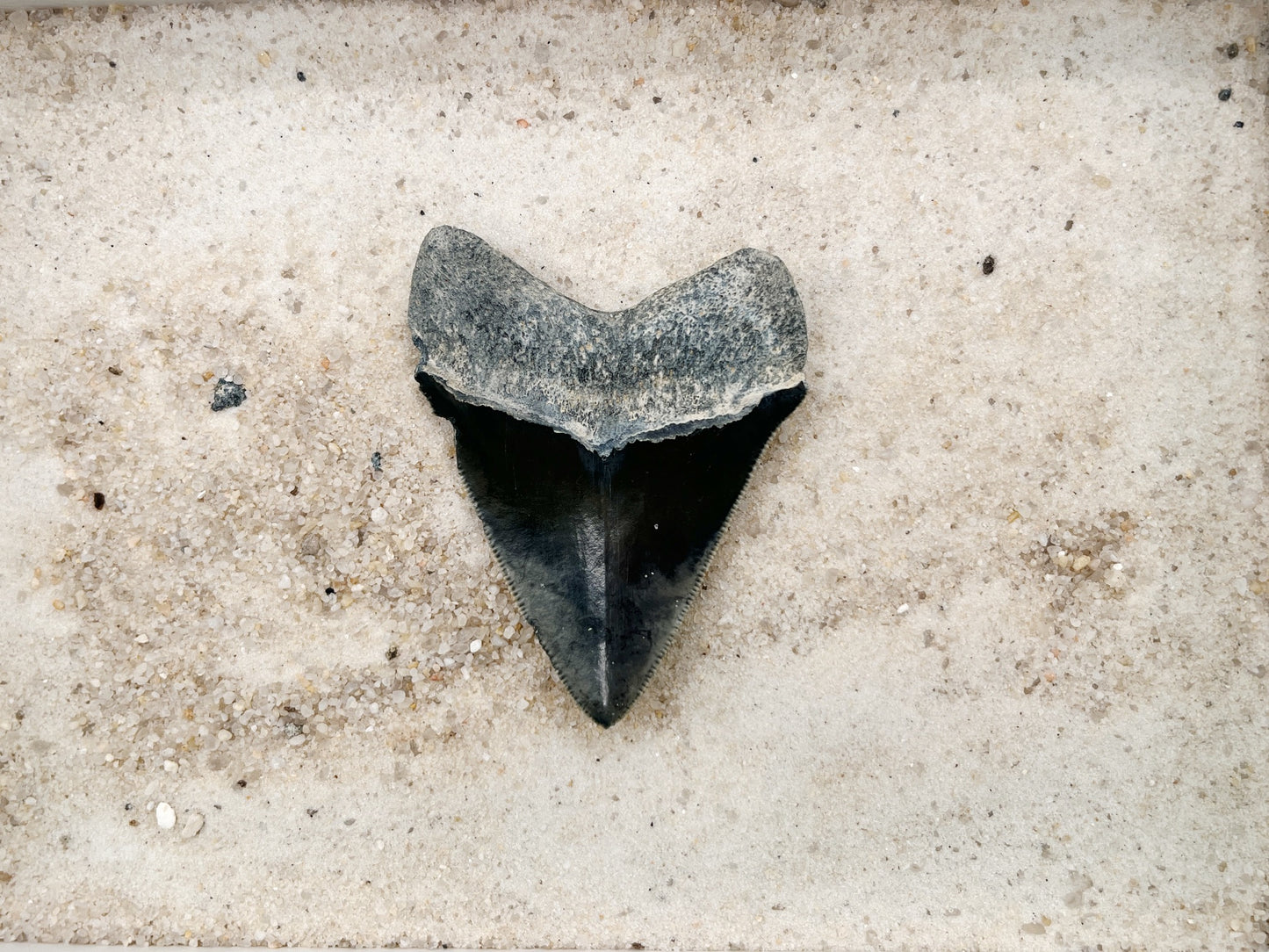 2.62" Megalodon from Bone Valley, FL