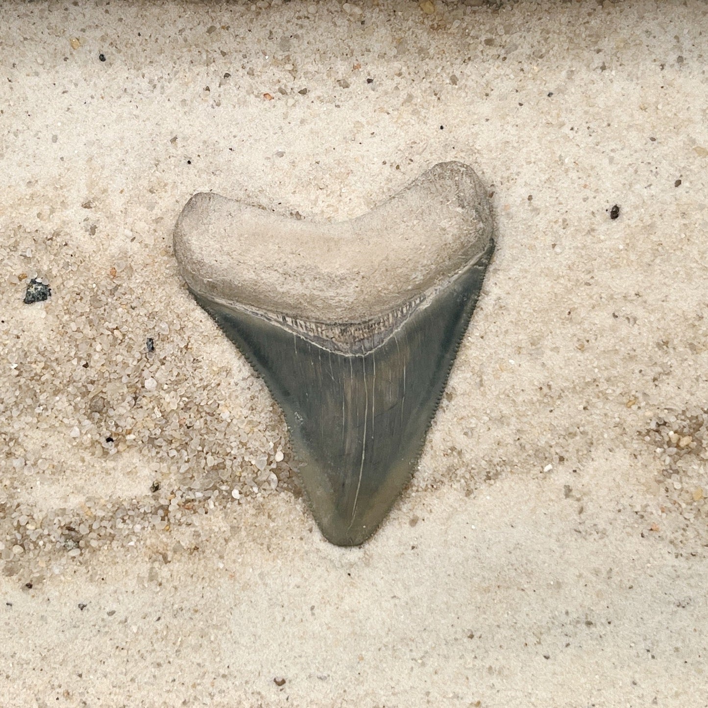 2.76" Megalodon from Bone Valley, FL
