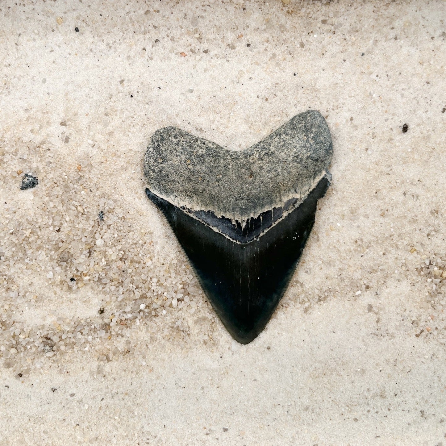 2.62" Megalodon from Bone Valley, FL