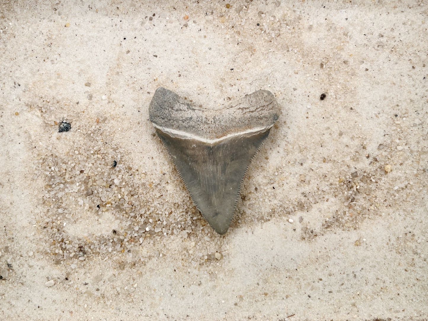 2.22" Megalodon from Bone Valley, FL