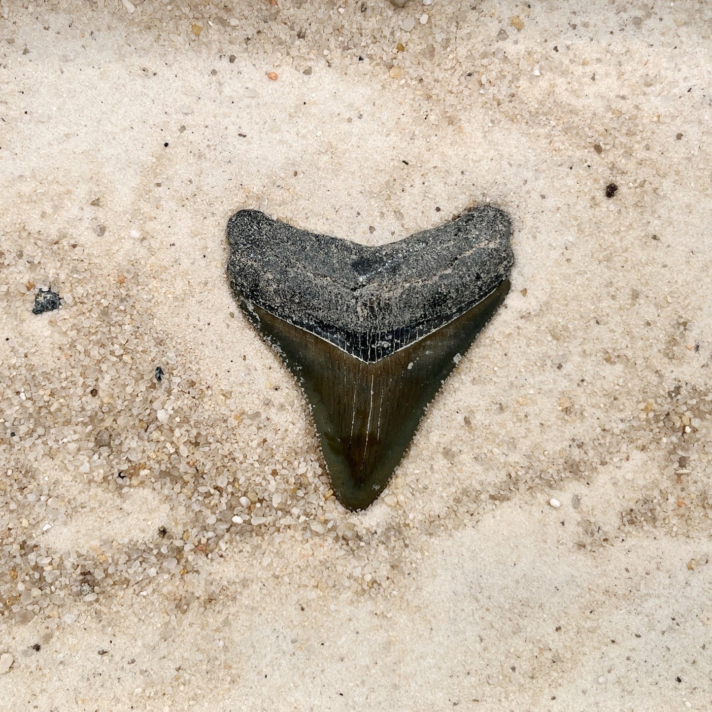 2.31" Megalodon from Bone Valley, FL