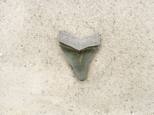 1.98" Megalodon from Bone Valley, FL