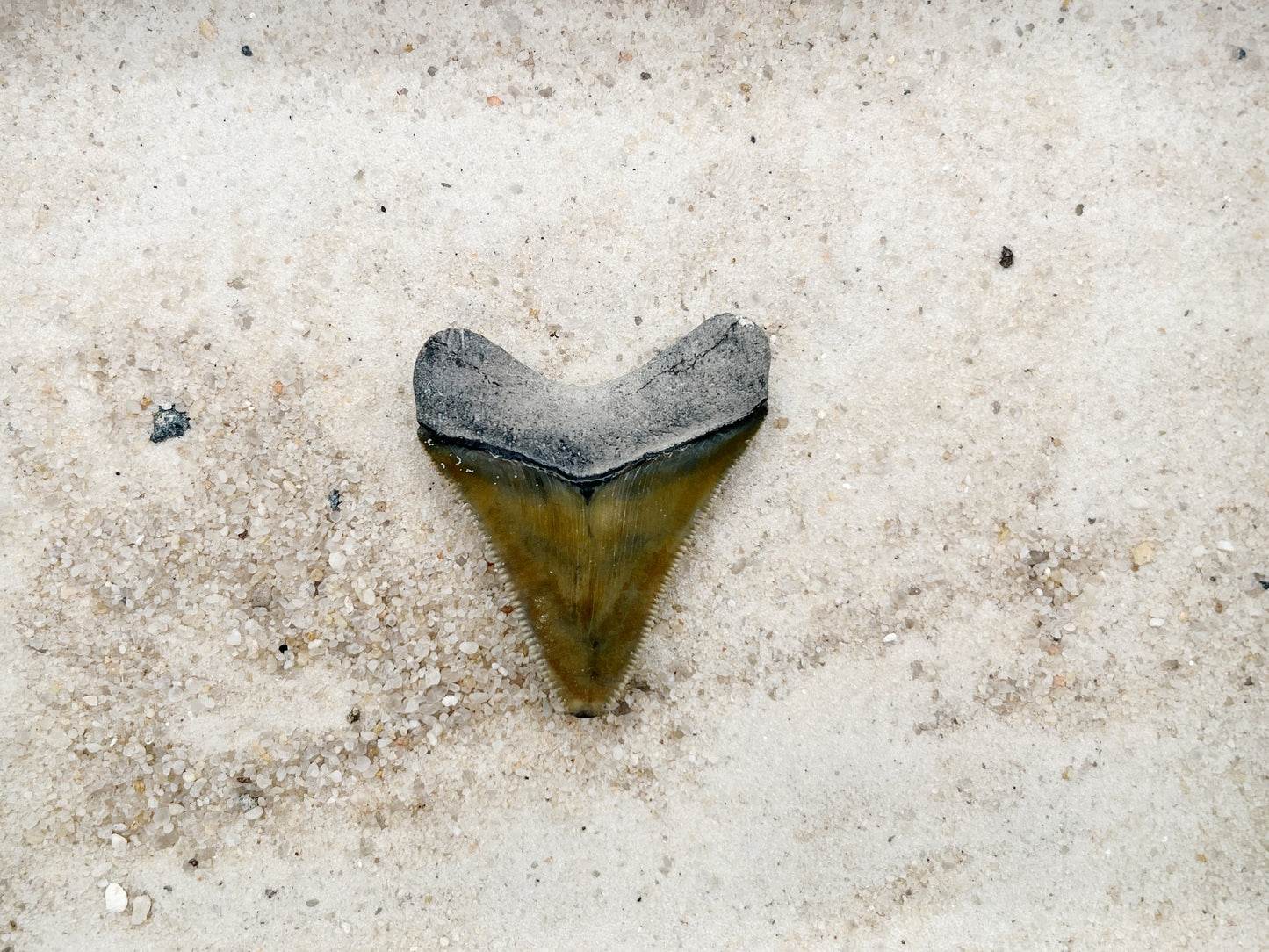 1.97" Megalodon from Bone Valley, FL