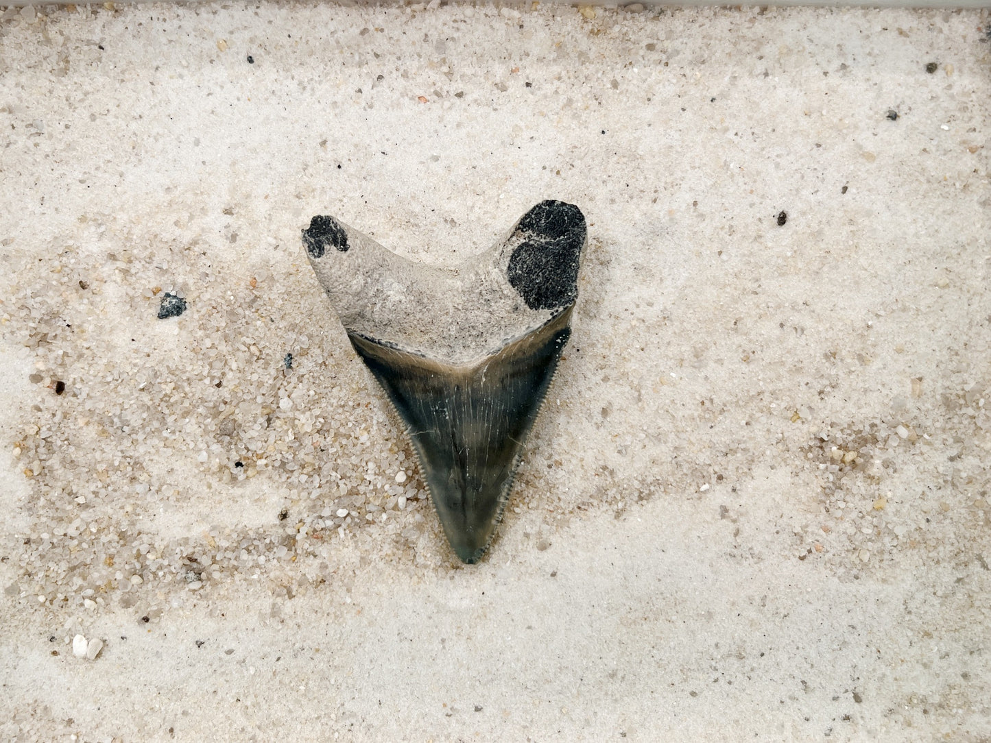 2.39" Megalodon from Bone Valley, FL