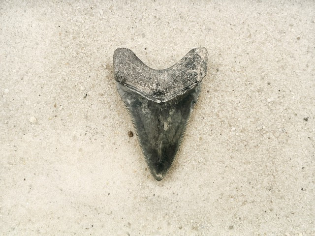 2.61" Megalodon from Bone Valley, FL