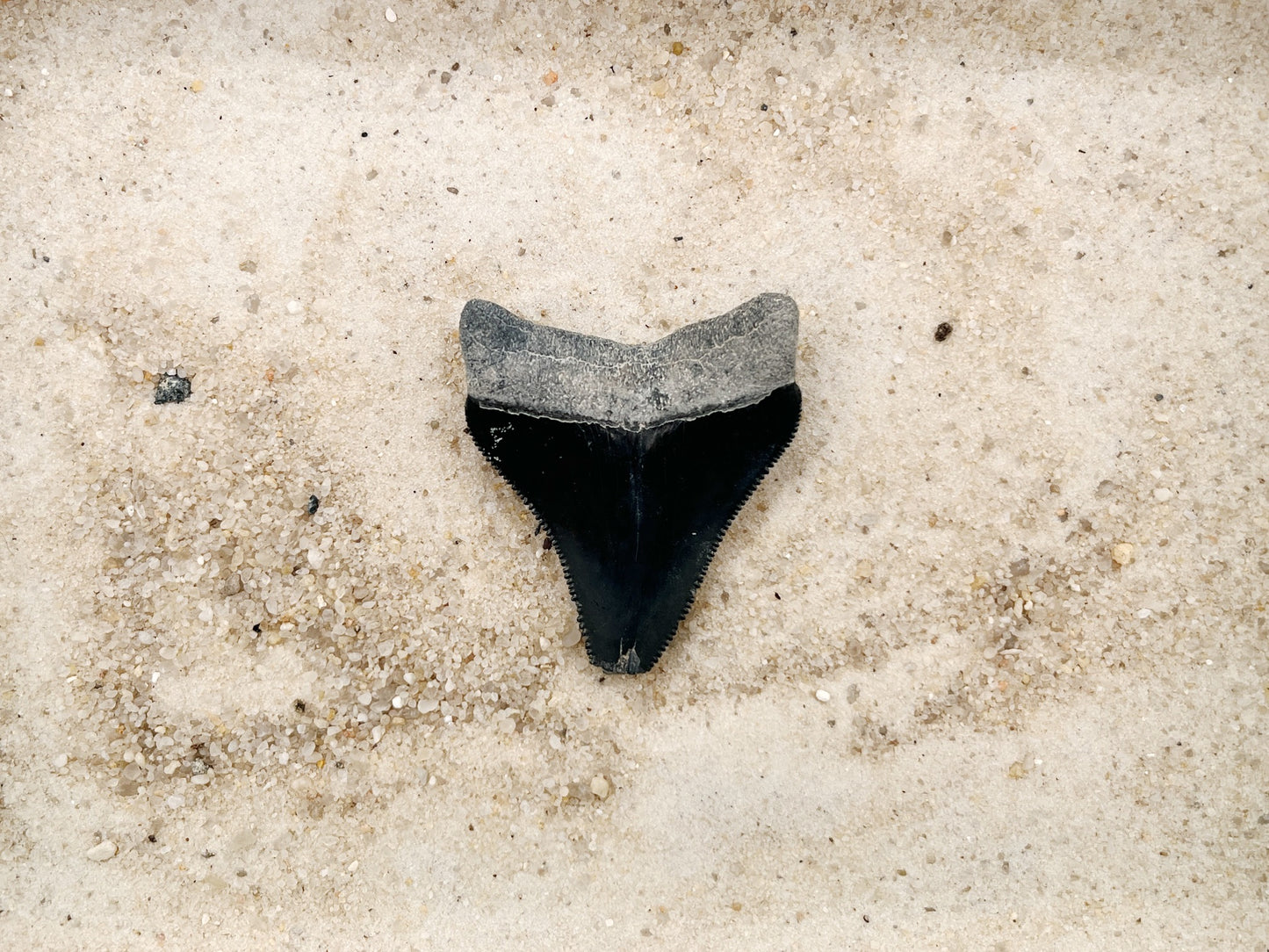 2.00" Megalodon from Bone Valley, FL